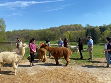 residents with llamas